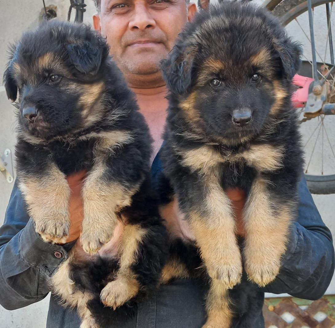 Buy Male German Shepherd Puppy from Chennai